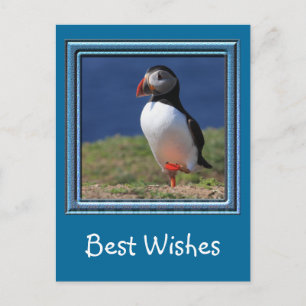 Carte Postale Puffins de Skomer Island