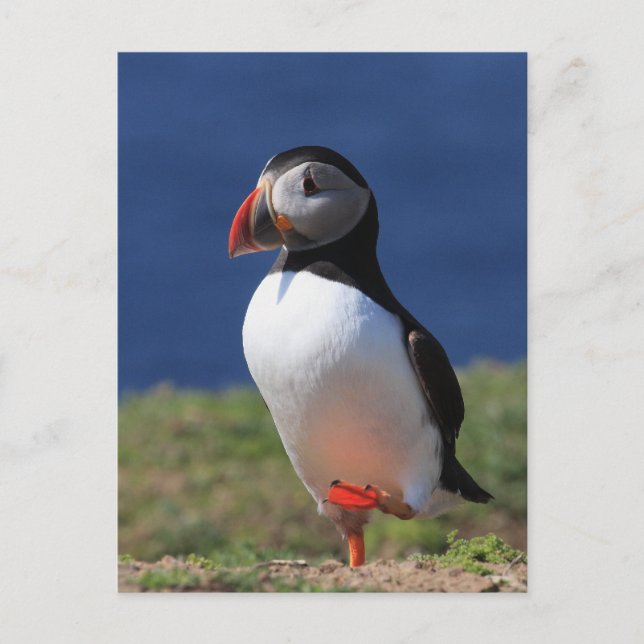 Carte Postale Puffins de Skomer Island (Devant)