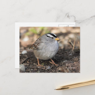 Carte Postale Puffy Bruant à tête blanche en hiver