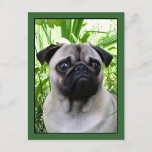 Carte postale Pug