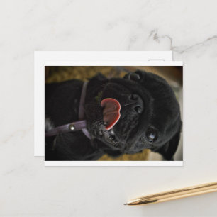 Carte Postale pug noir en train de lécher