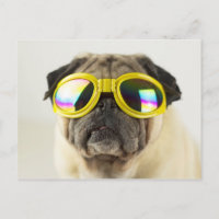 Pug with Goggles