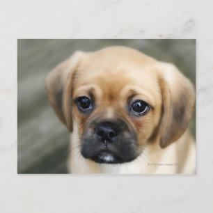 Carte Postale Pugalier Puppy regarde l'appareil photo