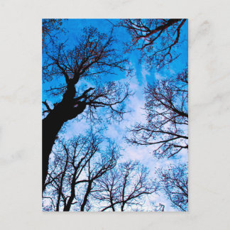 CARTE POSTALE PUISSANCE BLEUE DE L'ARBRE