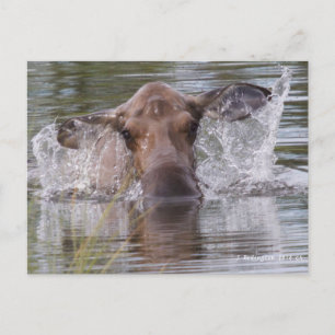 Carte Postale Puissante orignal en jouant cool