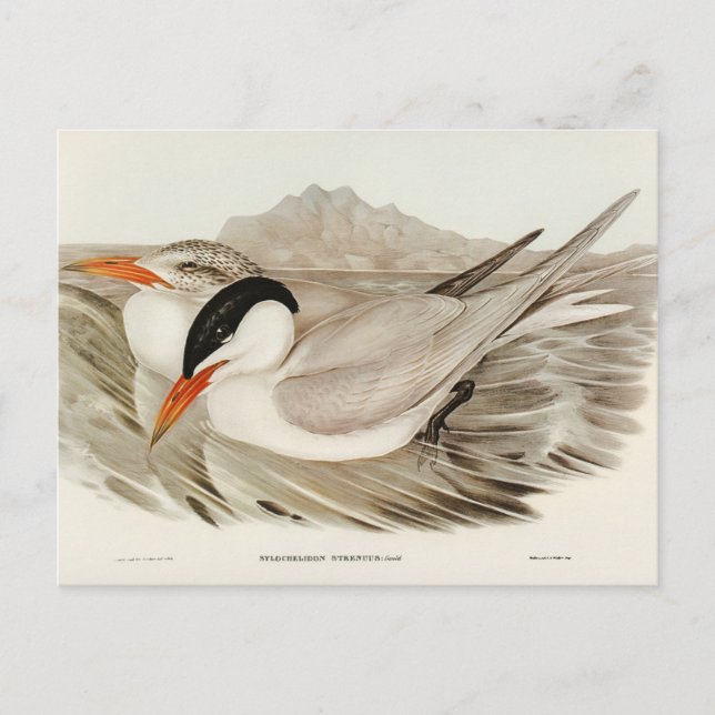Carte Postale Puissante Terre par Elizabeth Gould (Devant)