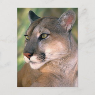 Carte Postale Puma, Californie