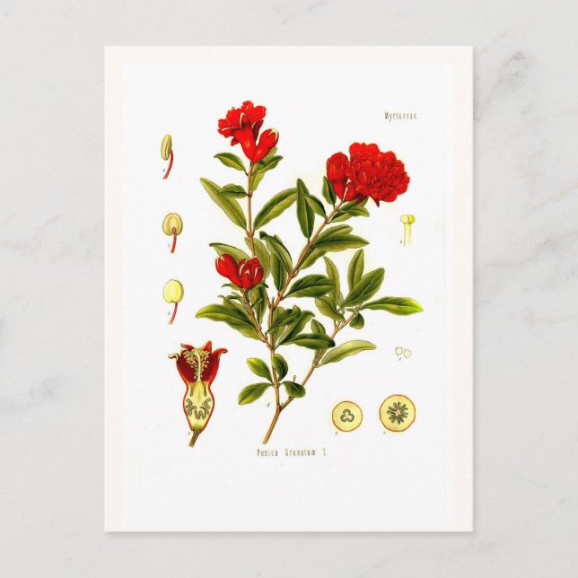 Carte Postale Punica granata (grenade) (Devant)