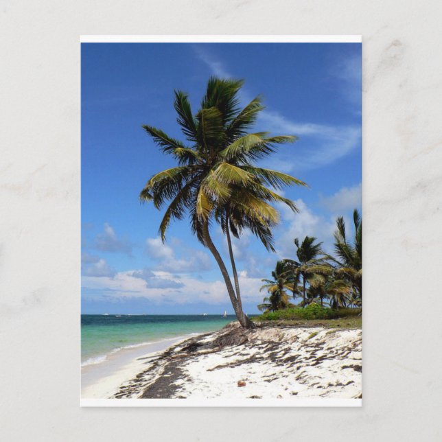 Carte Postale Punta Cana, République Dominicaine, cocotier (Devant)
