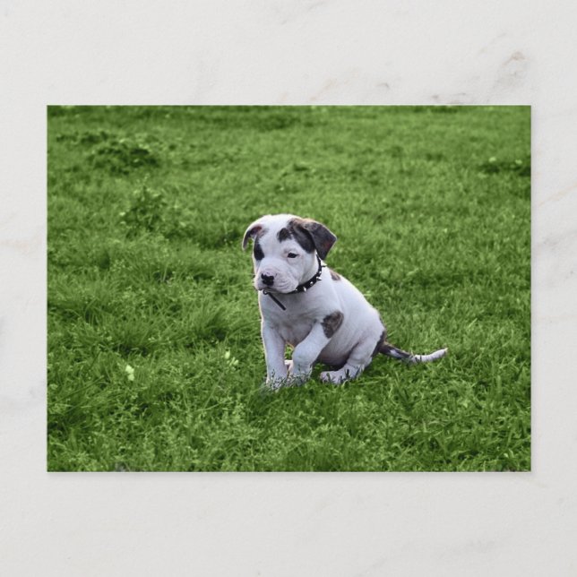 Carte Postale Puppy Pit Bull T-Bone (Devant)