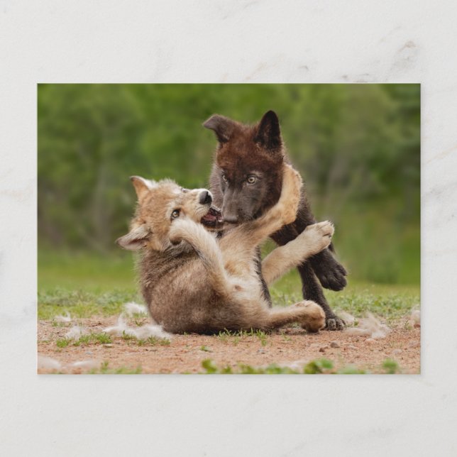 Carte Postale Pups de loup gris luttant (Devant)
