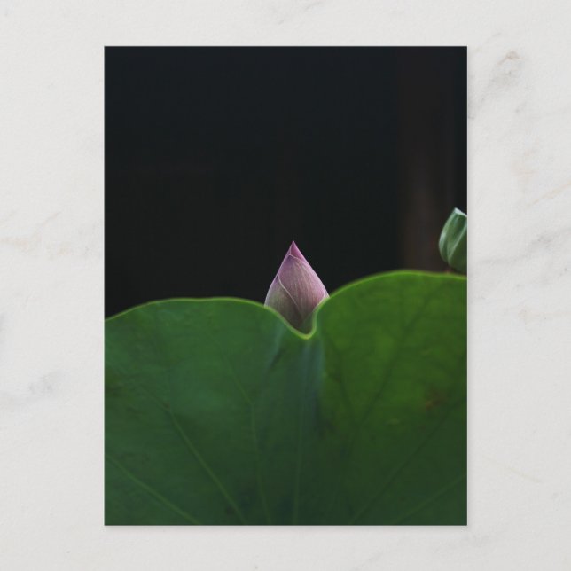 Carte Postale Pur (Devant)