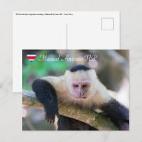 Pura vida pour singe capucin à tête blanche