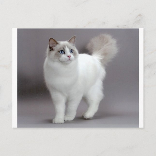 Carte Postale Purfection de chats à poupée bleue (Devant)