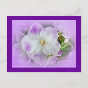 Carte Postale Purple and White Fancy African Violets