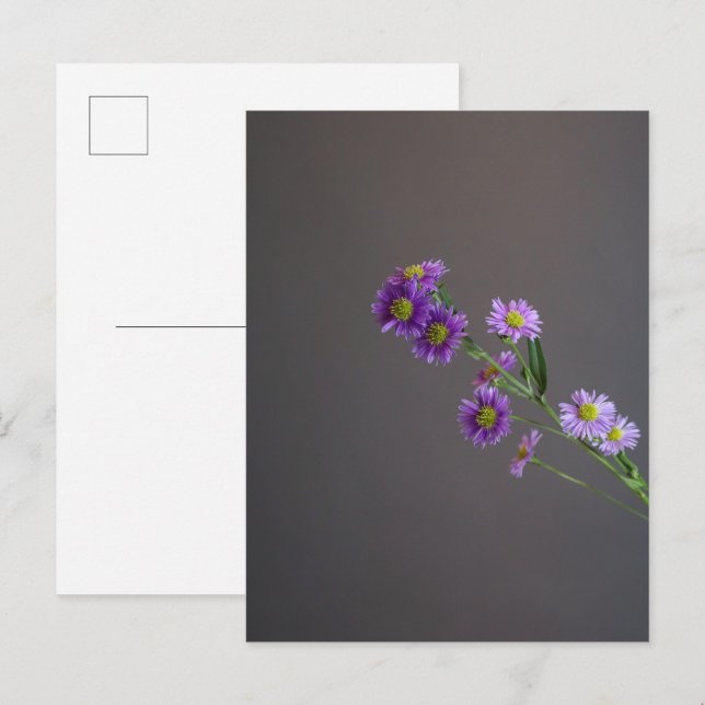 Carte postale Purple Aster (Devant / Derrière)
