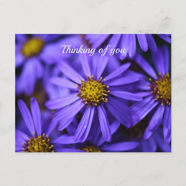 Carte Postale Purple Aster Flowers at RHS Garden Wisley Thinking (Devant)
