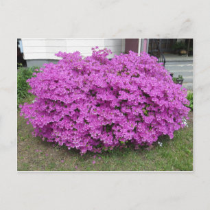 Carte Postale Purple Bush