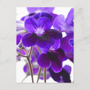 Carte Postale Purple Cape Primrose Fleurs