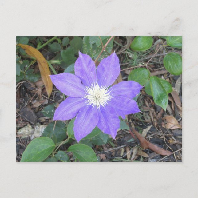 Carte postale Purple Clematis (Devant)