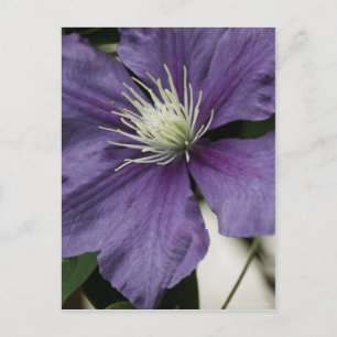 Carte postale Purple Clematis