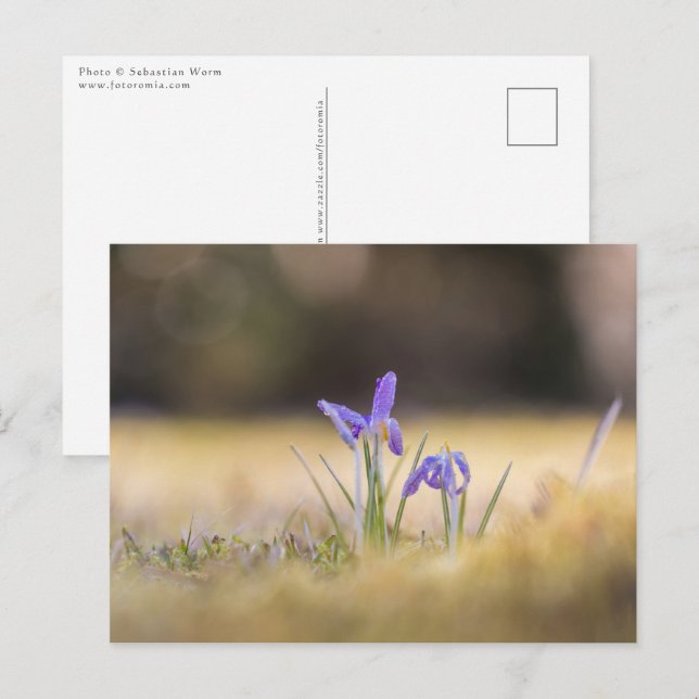 Carte Postale Purple Crocus Nature Photo (Devant / Derrière)