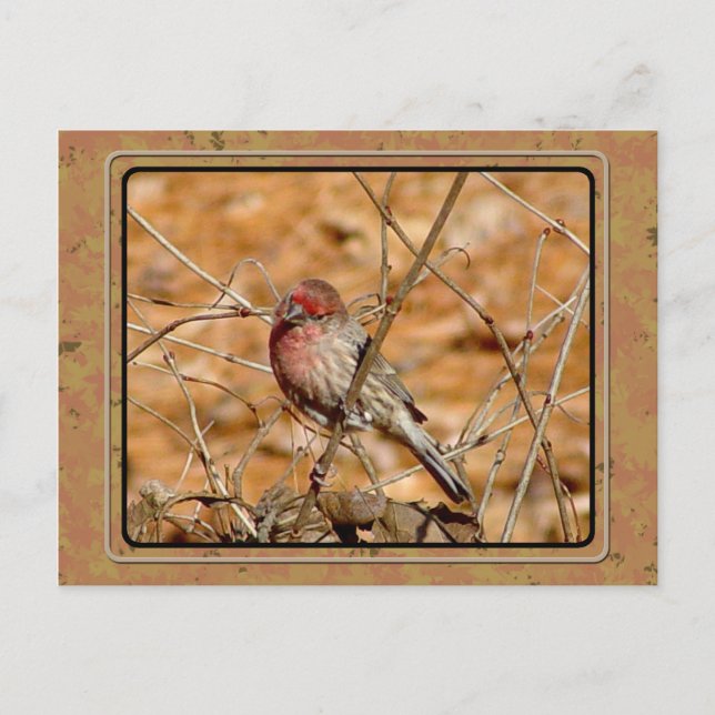 Carte Postale Purple Finch (Devant)