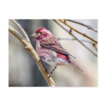 Carte Postale Purple Finch