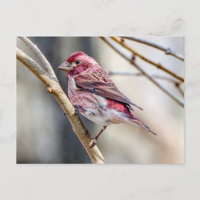 Carte Postale Purple Finch (Devant)