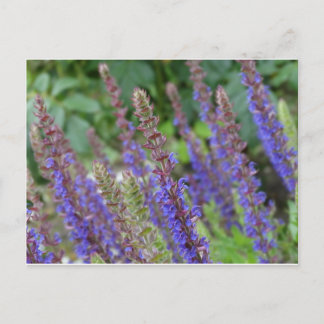 Carte Postale Purple flowers postcard