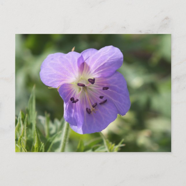 Carte Postale Purple Geranium (Devant)