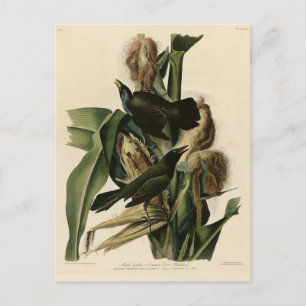 Carte Postale Purple Grakle (Grackle) Audubon's Birds of America
