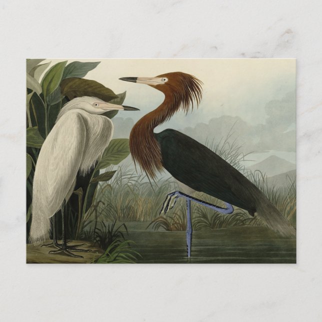 Carte Postale Purple Heron - de Audubon's Birds of America (Devant)