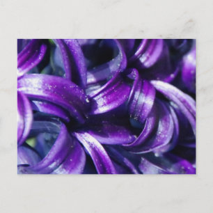 Carte Postale Purple Hyacinth Flower