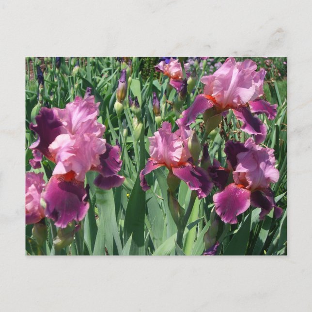 Carte Postale Purple Irises Printemps Floral (Devant)