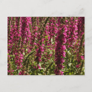 Carte postale Purple Loosestrife