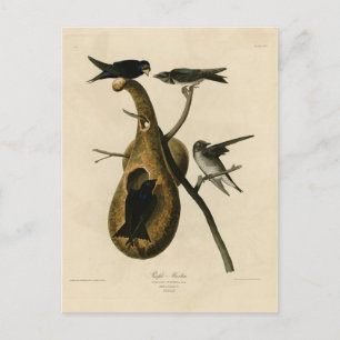 Carte Postale Purple Martin de Audubon's Birds of America