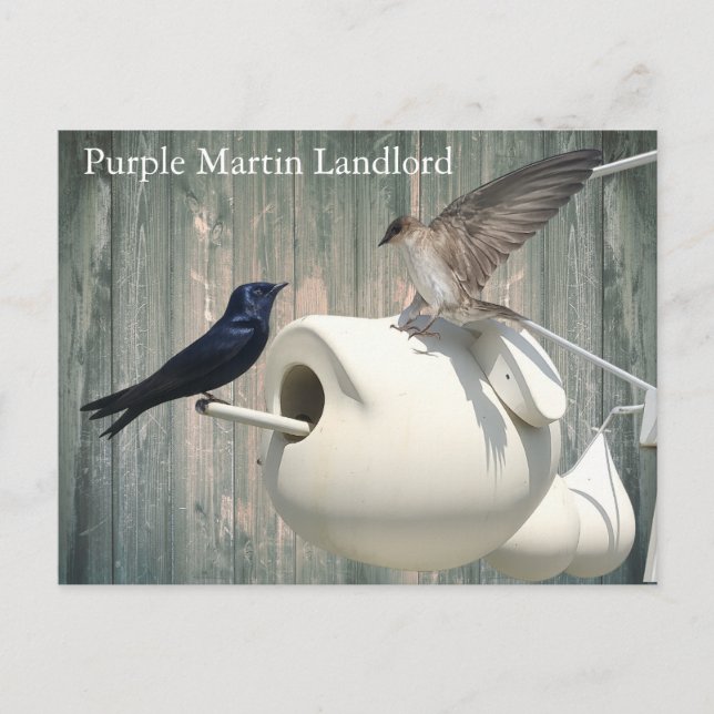 Carte Postale Purple Martin Landlord Nature Swallow Bird Gourds (Devant)