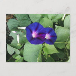 Carte Postale Purple Morning Glory Flowers