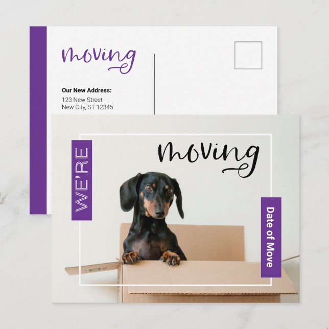 Carte Postale Purple Nous déménageons Dachshund Chien dans la bo (Devant / Derrière)
