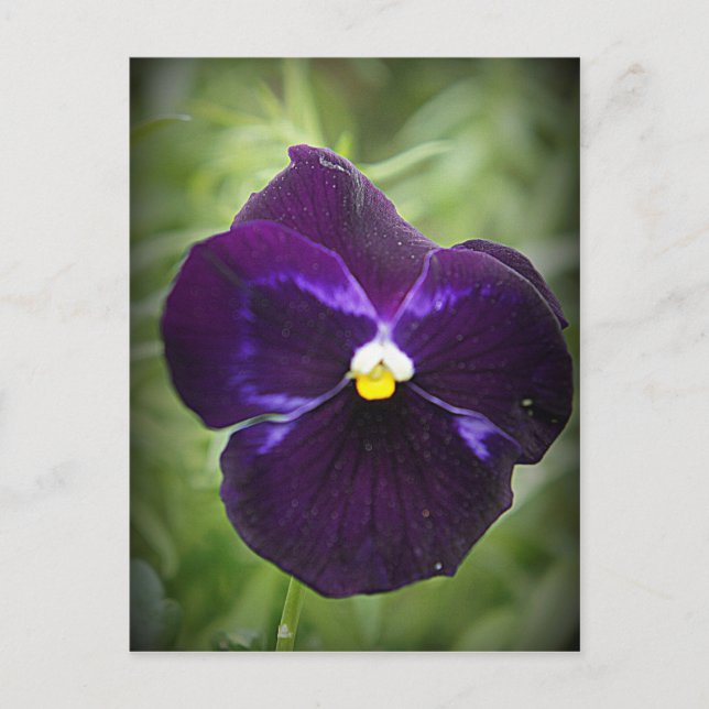 Carte Postale Purple Pansy (Devant)