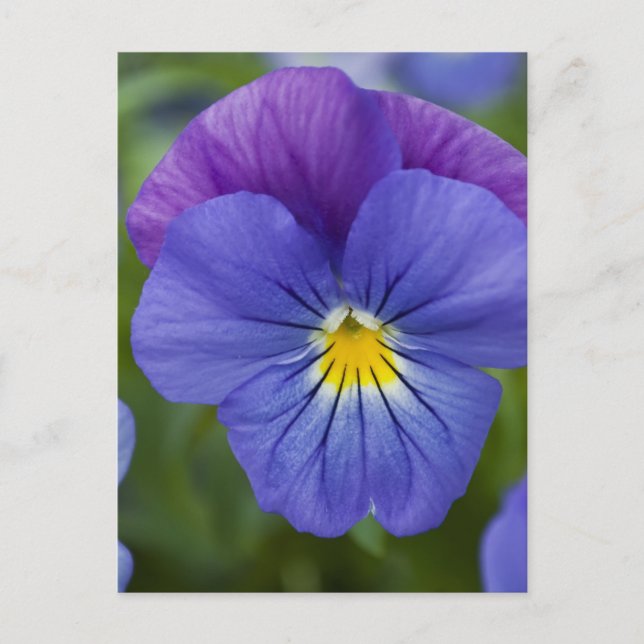 Carte Postale Purple Pansy (Devant)