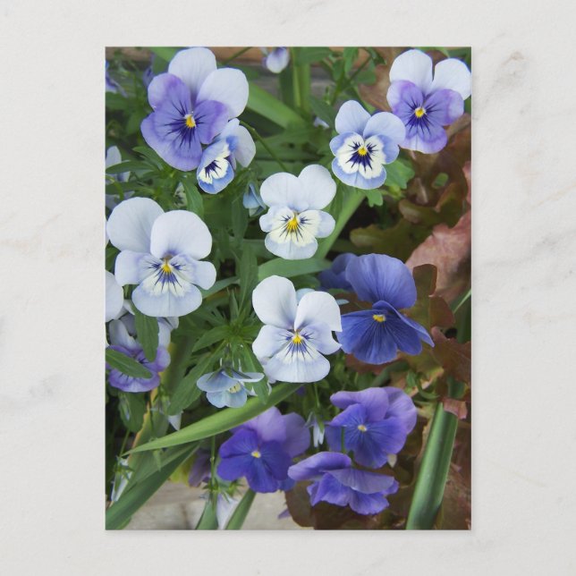 Carte Postale Purple Pansy (Devant)