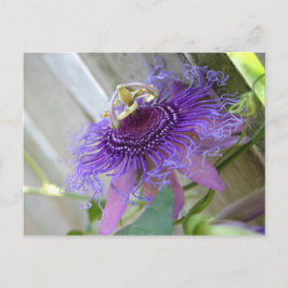 Carte Postale Purple Passion fleur tropicale fleurit de près