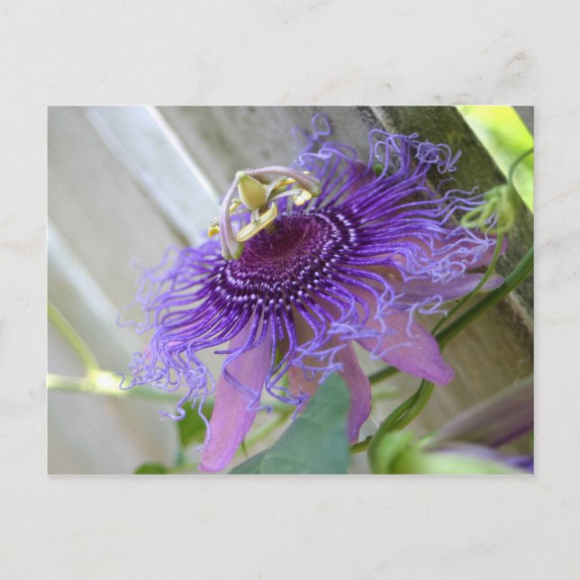 Carte Postale Purple Passion fleur tropicale fleurit de près (Devant)