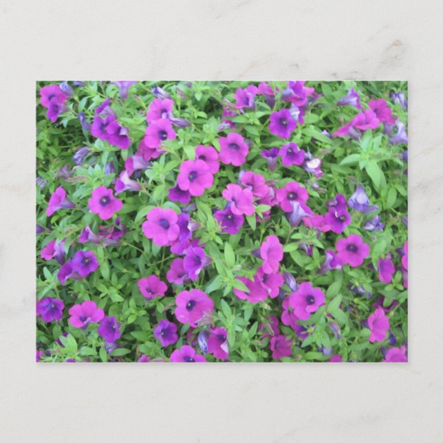 Carte postale Purple Petunias (Devant)