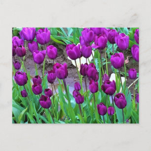 Carte Postale Purple Tulips