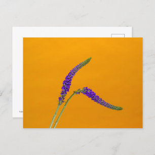 Carte Postale Purple Veronicas