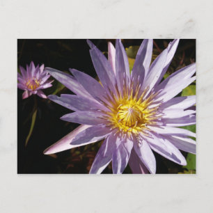 Carte Postale Purple Water Lily