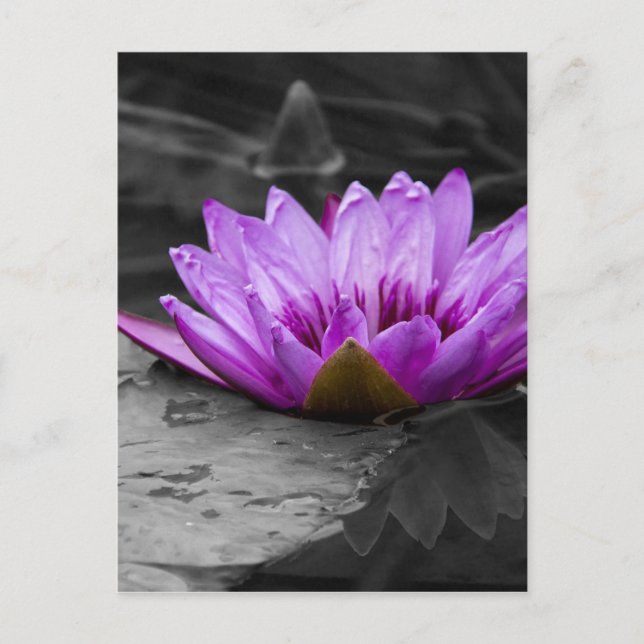 Carte Postale Purple Water Lily 002 Arrière - plan noir et blanc (Devant)